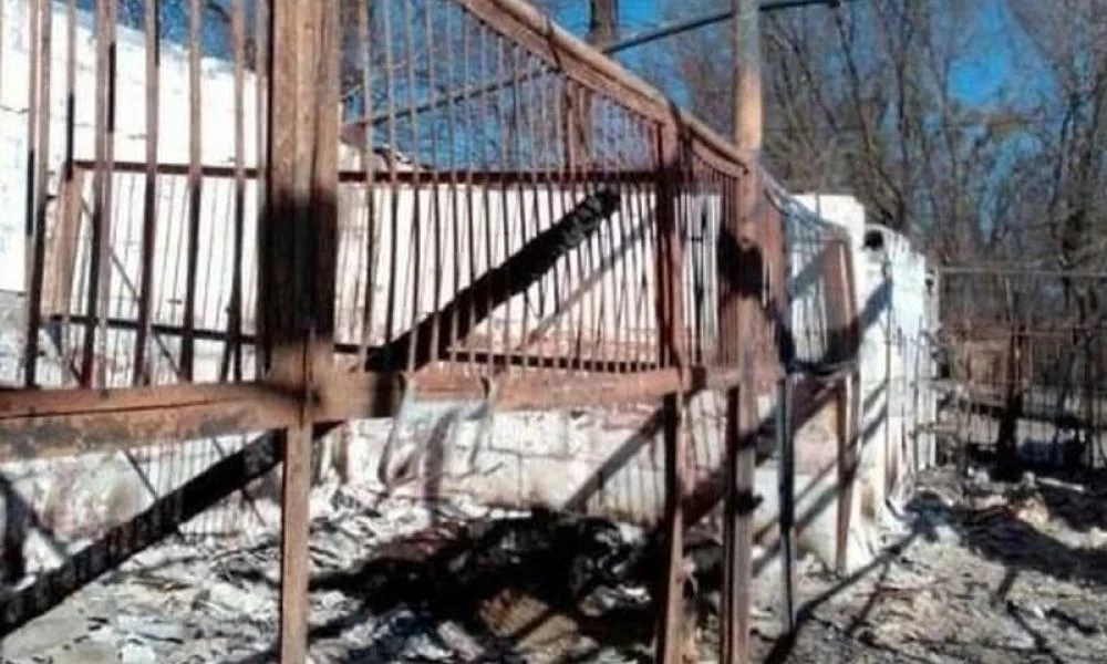 Πυρπόλησαν στάβλο στο Γκοστόμελ –Σκληρές εικόνες με καμένα άλογα
